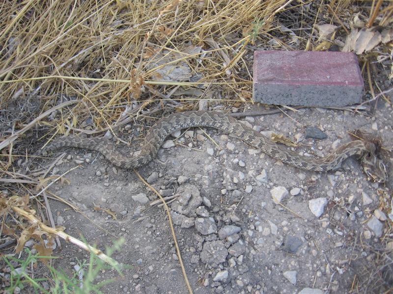 BWCA SNAKES!!! Boundary Waters Listening Point General Discussion