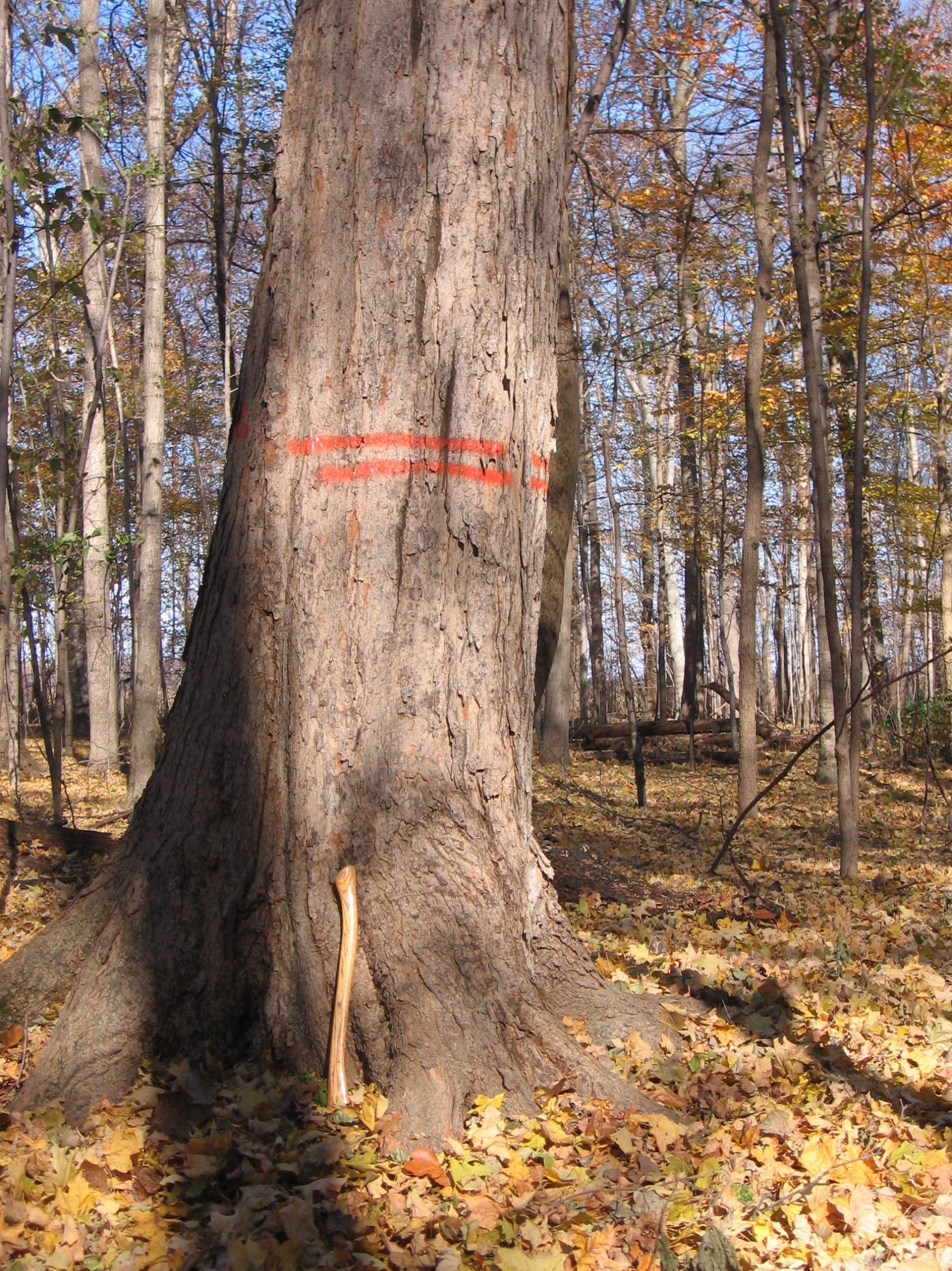 Boundary Waters, Message Board, Forum, BWCA, BWCAW, Quetico Park