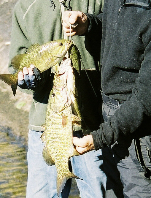 Argo Smallmouth