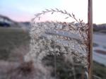 close up (macro shot) of pompass grass