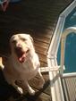 Jasper after a swim