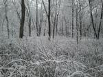 Blackwell forest preserve