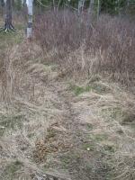 On the path to the latrine - Kawasachong site.  How appropriate, guess the moose didn't make it to the green throne!