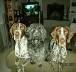 Duke, Oso, Willow