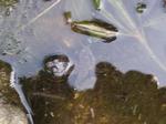 Look closely and you can see thte legs in the water. This frog was so scared it stayed in place while I got right above it to snap this picture!