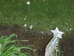 Between the green grass and the green plants on the bottom is our sidewalk. Which due to the rain was apparently overflowing with water.