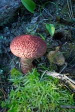 Mushroom on Sarah 05