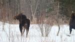 Two bull moose minus antlers