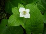 What kind of flower is this?