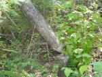 beaver damage