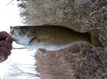 March Smallie