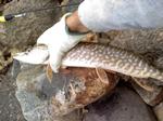 First pike of the year
