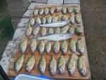 late june catch
