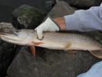 Fall pike