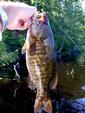 Gabbro smallie
