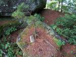 Boulder Lake Flora