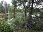 One of the bogs on Angleworm portage