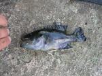 Slimy, ugly fish.