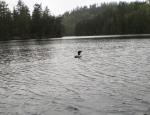 Loon, gotta have a Loon picture