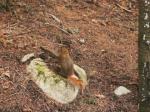 Squirrel on west Sag