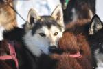 Rocky, one of the many huskies that drag my lazy butt through the woods.