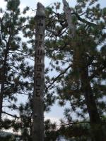 totem pole on russell lake campsite, quetico park