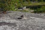 jean to conk, quetico park, sept 2008