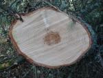tree rings