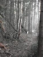 trail follows old rr grade