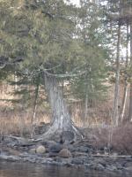 twisted tree
