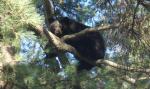 resting in a tree.