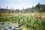 Lily pads, arrowroot (purple flecks you might see in here), and a rice type grain were all part of the flora of the cruise up the horse River.