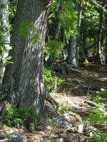 the forest