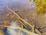It may be hard to make out but there are dozens of minnow-sized fish.