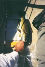 Ivy Island smallmouth