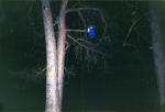 A night visitor!