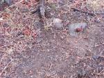 pea size hail