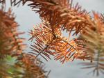 Even a dead pine tree has beauty.