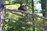Bald eagle along south fork of Kawishiwi River just south of portage from Clear Lake