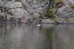 Goldeneyes with young along North Fork Kawishiwi River