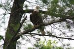Bald eagle along N. Fork of Kawishiwi River