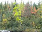 Good Lake Fall 2011
