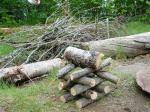 My first firewood pile