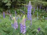 Gunflint Trail-2011