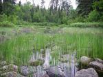 Waterway along portage from Lilypad Lake to unnamed lake at base of Silver Falls.