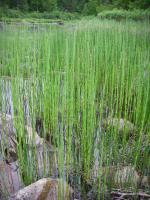 Reeds along portage from Lilypad Lake to unnamed lake at base of Silver Falls.