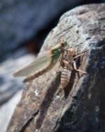 One of hundreds of hatching dragonflies at campsite on unnamed lake at base of Silver Falls.
