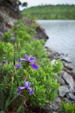 Blue flag wild iris along shore of island campsite on That Man Lake.