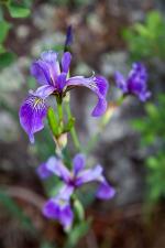 Blue flag wild iris along shore of island campsite on That Man Lake.