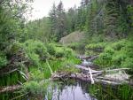 Bushwhack begins at stream connecting That Man and Magie Lakes.